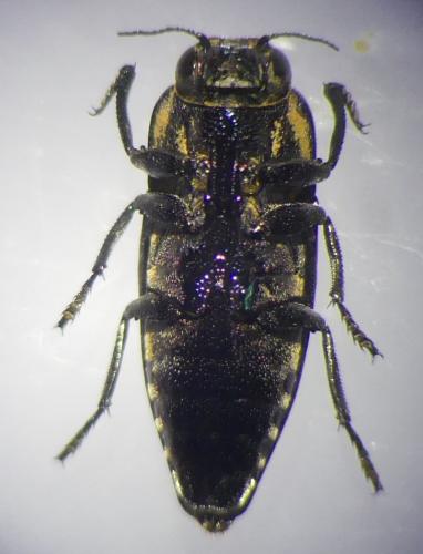 Sphenoptera antiqua